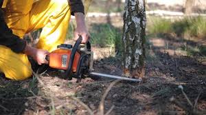 Best Commercial Tree Services  in Davenport, FL