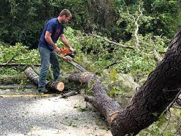 Best Palm Tree Trimming  in Davenport, FL