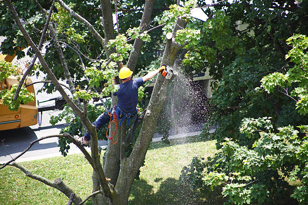 Best Tree and Shrub Care  in Davenport, FL