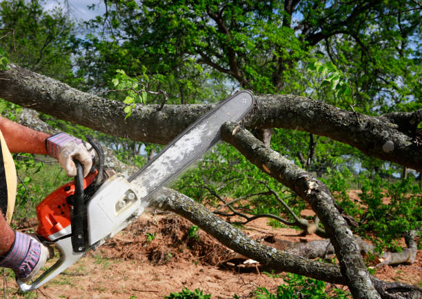 Best Weed Control  in Davenport, FL